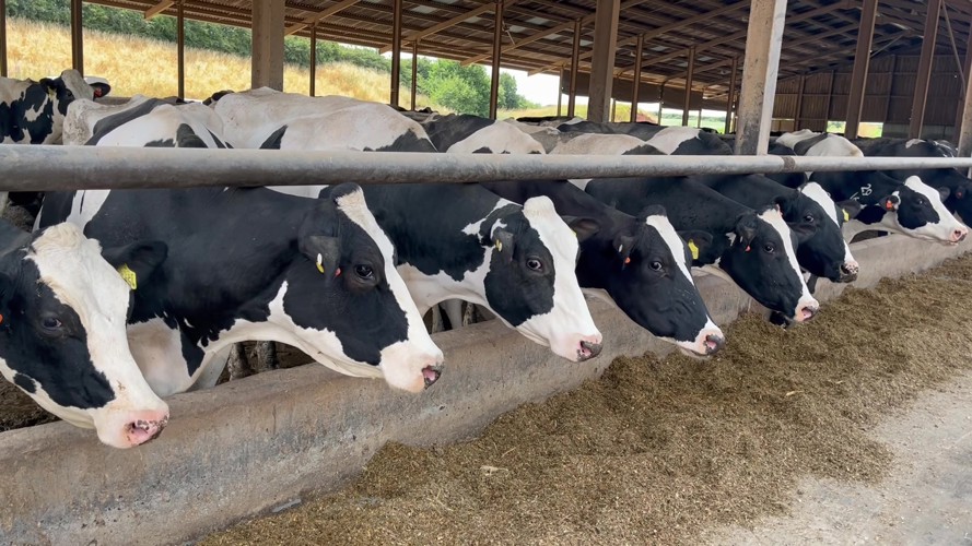 Gleadthorpe Farm cows